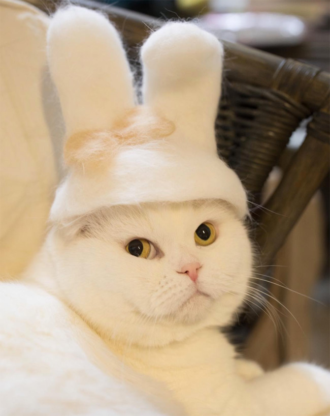 Topi Kucing Kelinci